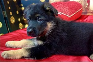 Theox - German Shepherd for sale