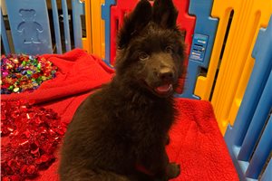 Francesca - puppy for sale