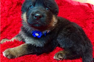 Ella - puppy for sale