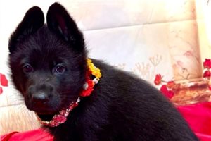 Starr - German Shepherd for sale
