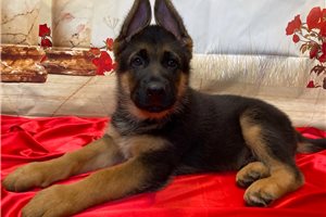 Prince - German Shepherd for sale