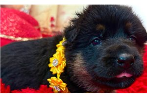 Nyxx - German Shepherd for sale