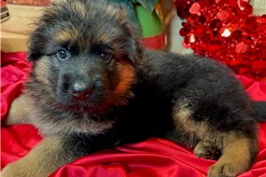 Brigitte - puppy for sale