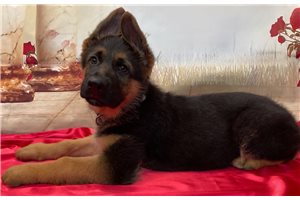 Chic - German Shepherd for sale