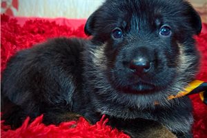 Star - puppy for sale