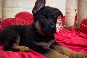 Rozex - German Shepherd for sale