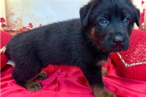 Hugo - German Shepherd for sale