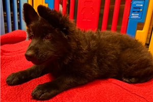Aurora - puppy for sale
