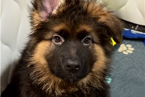 Roerich - puppy for sale