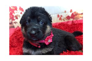 Rozek - German Shepherd for sale