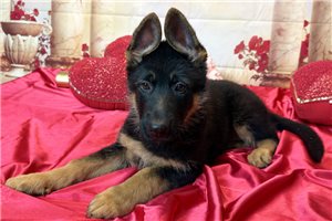 Theox - German Shepherd for sale
