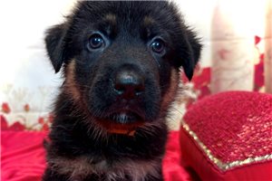 Ludwig - German Shepherd for sale