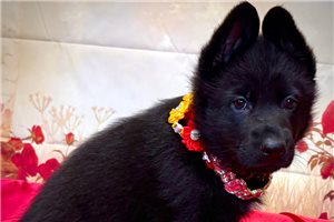 Starr - German Shepherd for sale