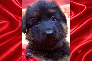 Romax - German Shepherd for sale