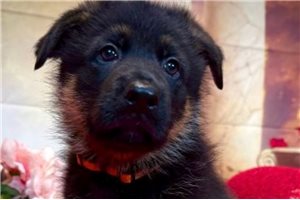 Theox - German Shepherd for sale