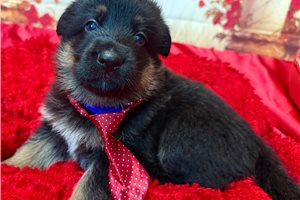 Luxx - puppy for sale