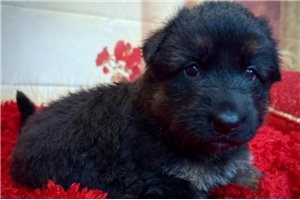 Romax - puppy for sale