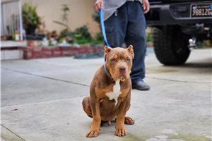 Harold - American Bully for sale