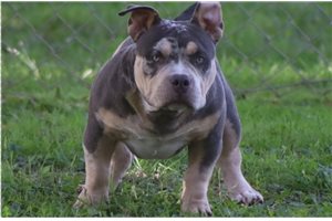Achilles - American Bully for sale