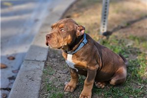 Harold - American Bully for sale