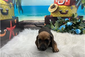 Forest - puppy for sale