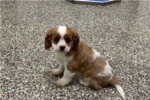 Glider - Cavalier King Charles Spaniel for sale