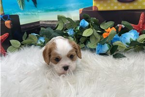 Gizmo - puppy for sale