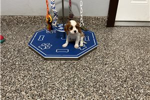 Gizmo - Cavalier King Charles Spaniel for sale