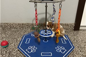Glider - Cavalier King Charles Spaniel for sale