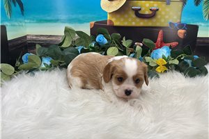 Glider - Cavalier King Charles Spaniel for sale