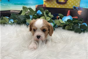 Giles - puppy for sale