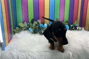 Cowboy - Dachshund, Mini for sale