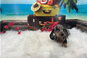 Fran - puppy for sale