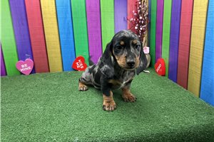 Murphy - puppy for sale