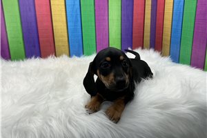 Cowboy - Dachshund, Mini for sale