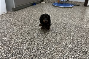 Crater - puppy for sale