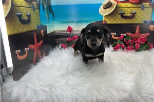 Fiora - puppy for sale