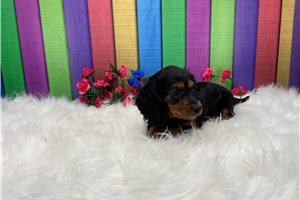 Charity - puppy for sale