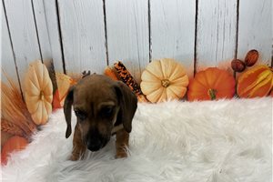 Forest - Mini Dachshund for sale
