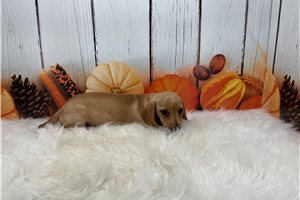 Foxy - Mini Dachshund for sale