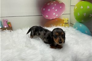 Gabriel - puppy for sale