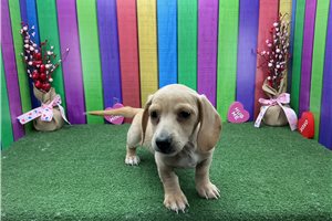 Manny - Dachshund, Mini for sale