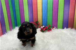 Charisma - Dachshund, Mini for sale