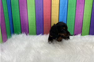 Crater - puppy for sale