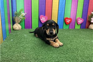 Mona - puppy for sale