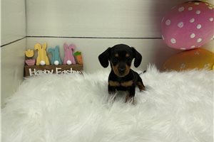 Grace - Dachshund, Mini for sale