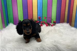 Charity - Dachshund, Mini for sale