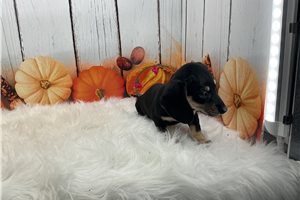 Fiora - Mini Dachshund for sale