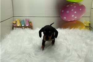 Grace - Dachshund, Mini for sale