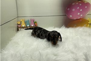 Giovanni - puppy for sale